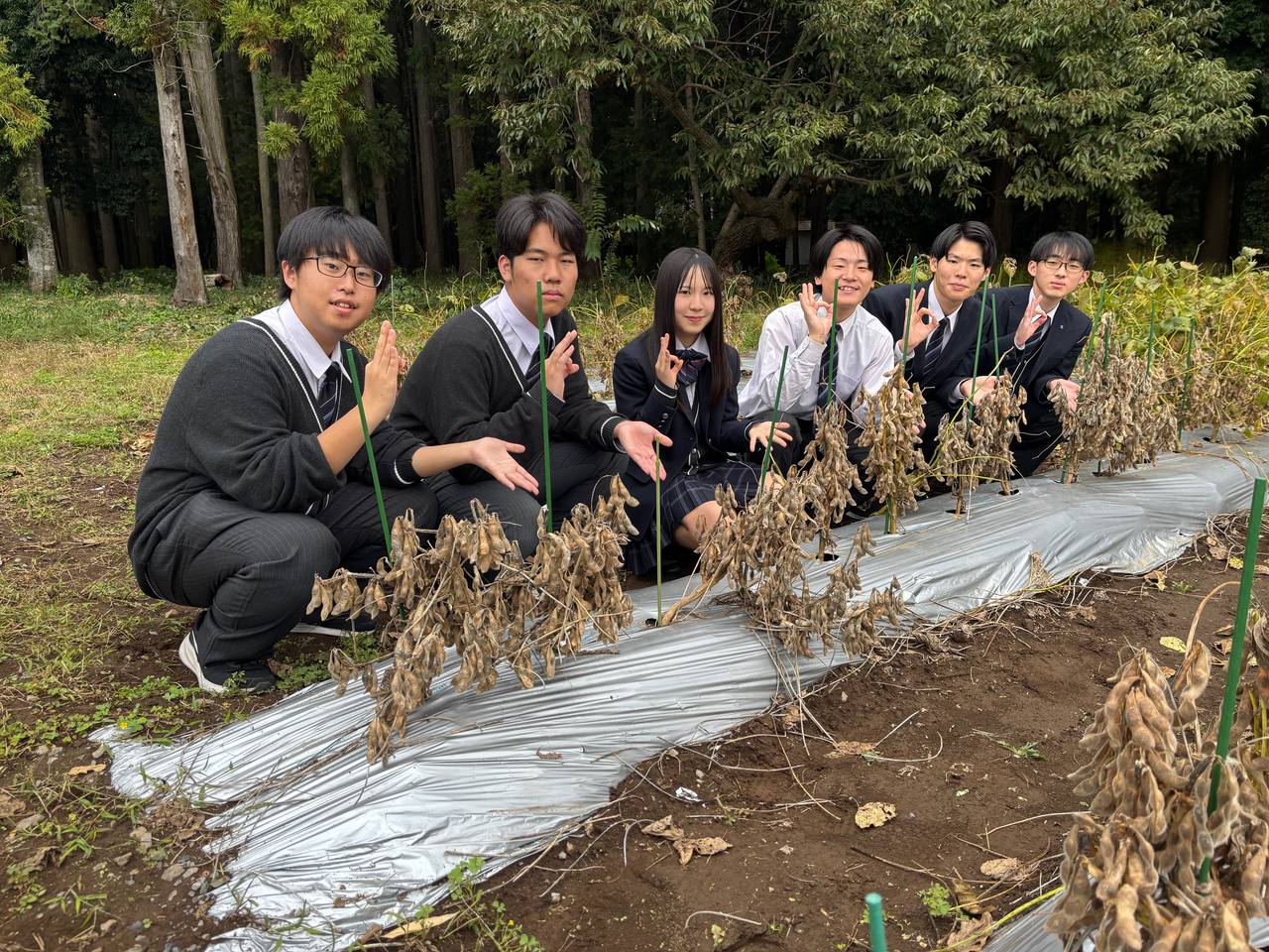 大豆栽培の研究に取り組む生徒たち